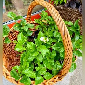 Meet your Posher, JoJo